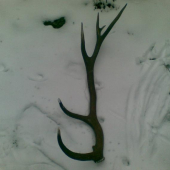 krasne prekvapenie  ID 60250