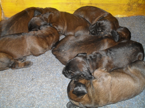 naše dvojtýždňové šteniatka