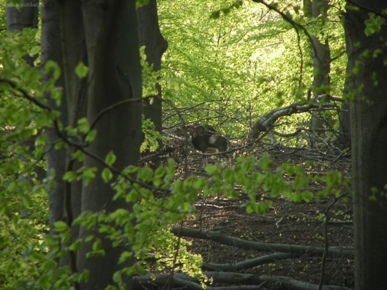 Baran - Včerajšia vychádzka