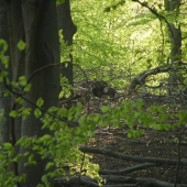 Baran - Včerajšia vychádzka