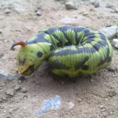 Hyles lineata