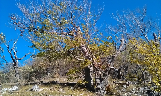 v Malých  Karpatoch