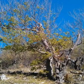 v Malých  Karpatoch
