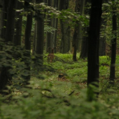 Muflóny - zozadu, lebo mi ich pohol pes