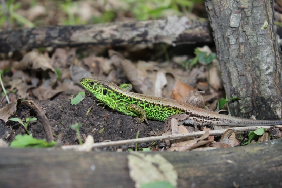 pripravená na štart