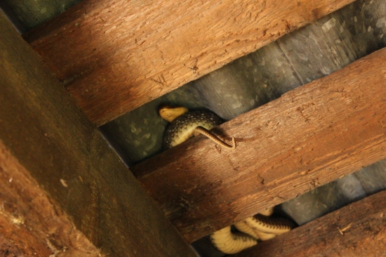 návštevníčka Žofka