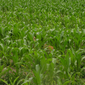 ešte vydržím.....