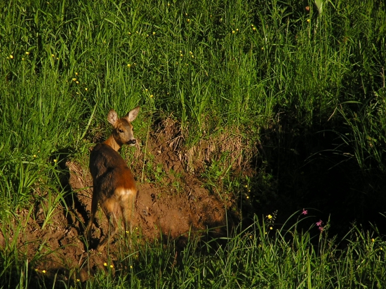 pohľad