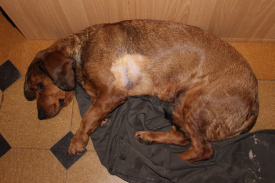 zranená ale úspešná