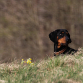 Darka