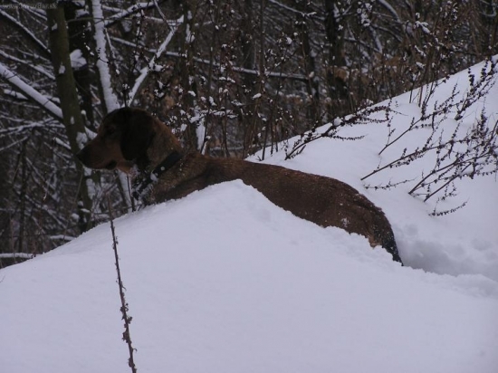 Dnešné prikrmovanie