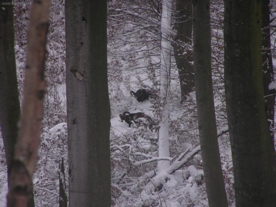 Muflóny - brodenie v snehu