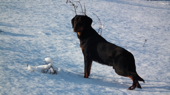 ASLAN (Kato z Ipeľského potoka)