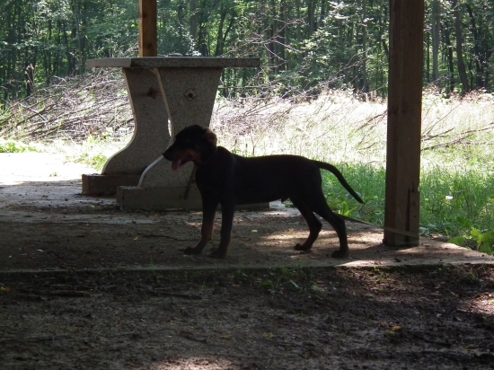 Aslan (Kato z Ipeľského potoka)