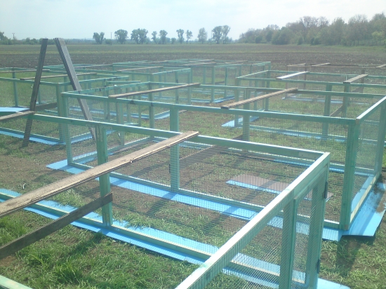 odchovne pre bazantov