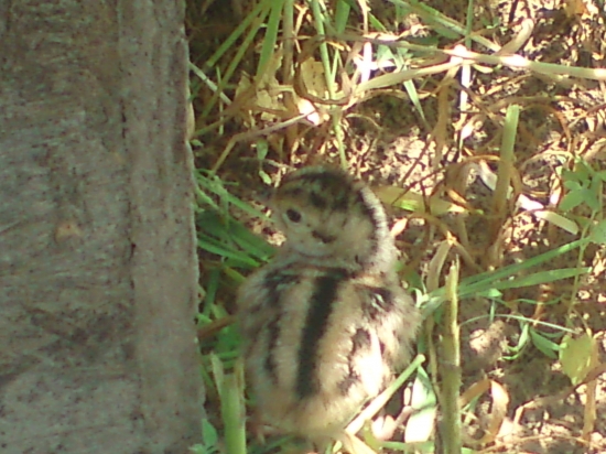 jeden z bazantov z odchovni