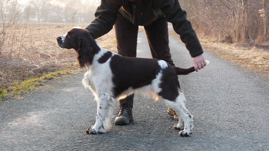 Cassiopeia z Holubího lesa (13 měsíců)