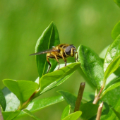 bzzz...
