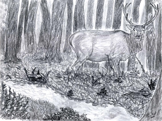 starý jelen (tužka)