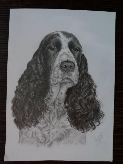 Anglický špringr španěl