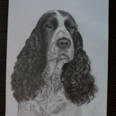 Anglický špringr španěl