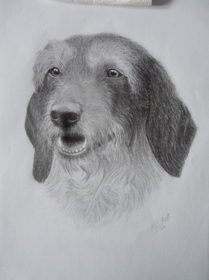 na objednávku - jezevčík drsňák