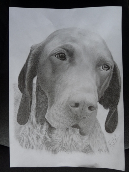 německý krátkosrstý ohař