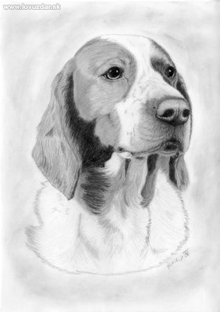 welššpringr španěl