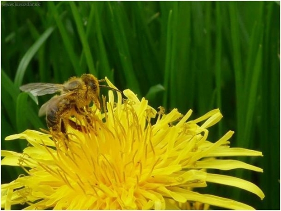včela