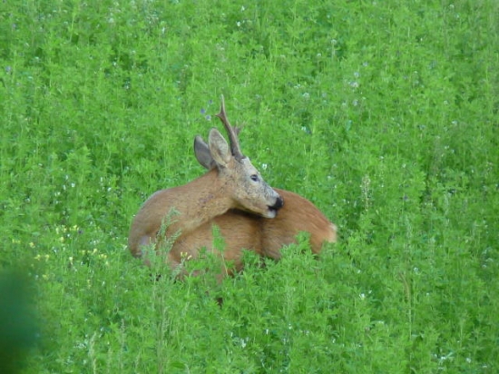 srnec od dubu