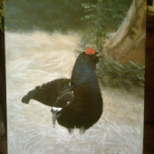 tetřívek - akryl 30*40