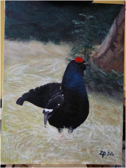 tetřívek 2 - trochu lepší foto