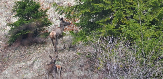 Jelene pod Rakytovom