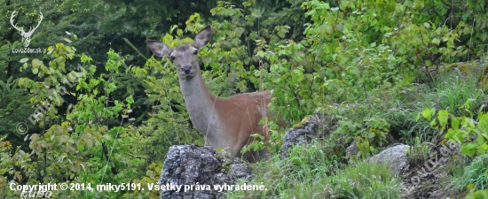 vidím ťa :-)