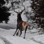 Vyplašený jeleň
