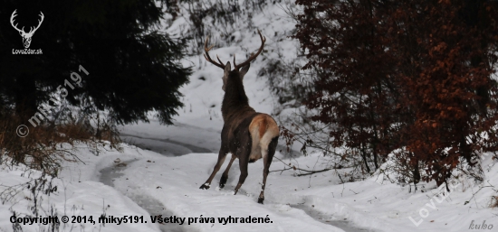 Vyplašený jeleň