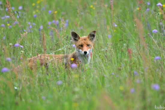 fox