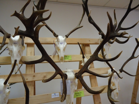 Vzácny kúsok z Bystríc.