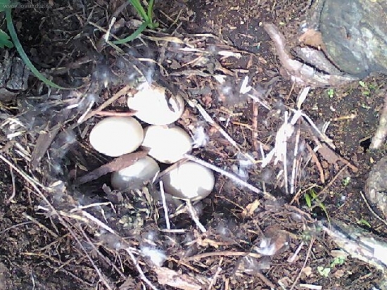 kačacie vajcia,na našom rybníku