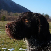 Brit-český fúzač