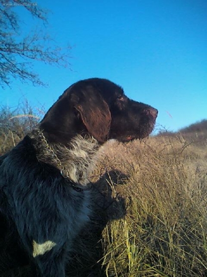 Môj pomocník..Brit zo Zubkovho dvora