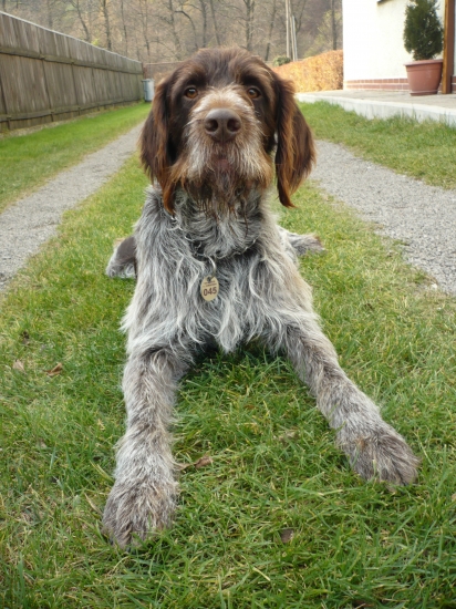 moj pomocník...Brit