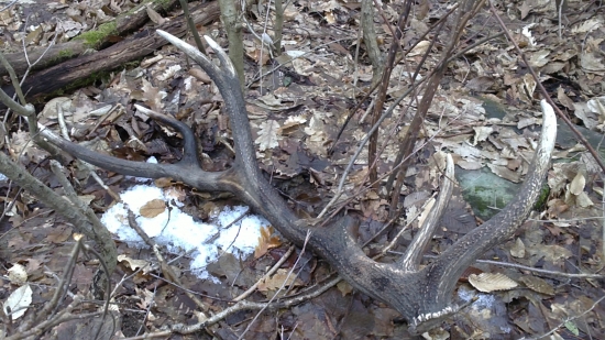 Vlaňajší ale potešil