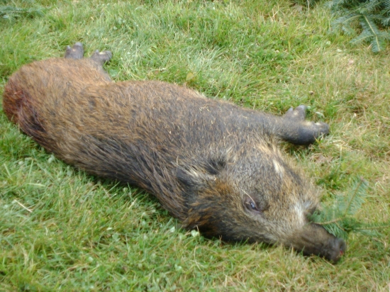 lanštiak