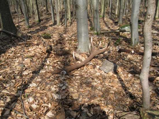 teraz ta spravna 14 torak 2.9 kg