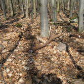 teraz ta spravna 14 torak 2.9 kg