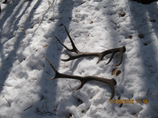 pekná sobota 1.3kg a 2.3kg