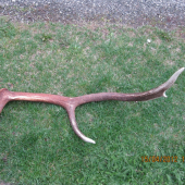 škodník 2.1kg a 105cm