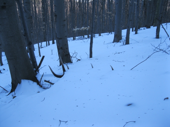 dnešný zasnežený