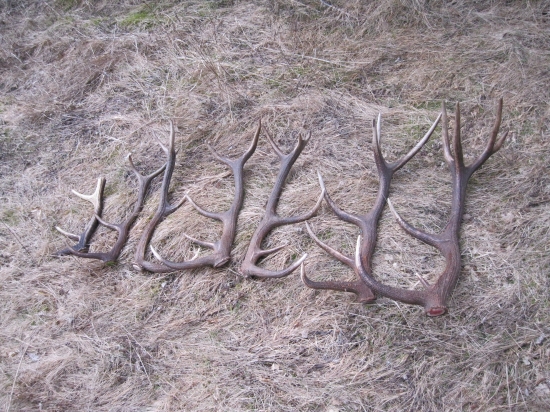 Švagrovi dnes išla karta